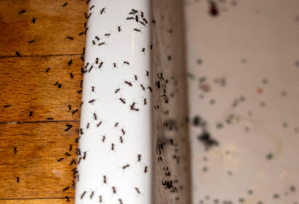 Best Insect Control  in Brookville, IN