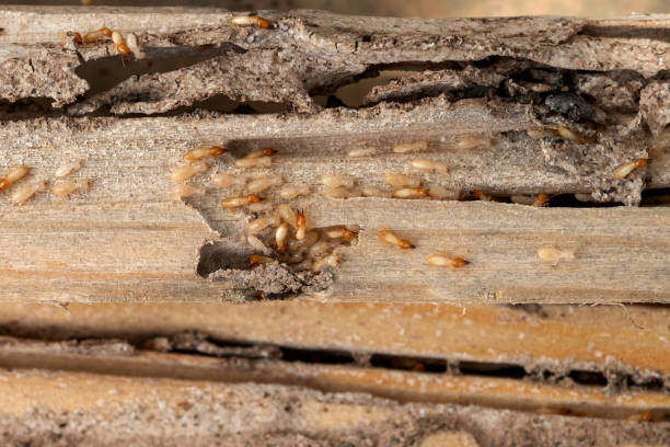 Best Wildlife Control Services  in Brookville, IN